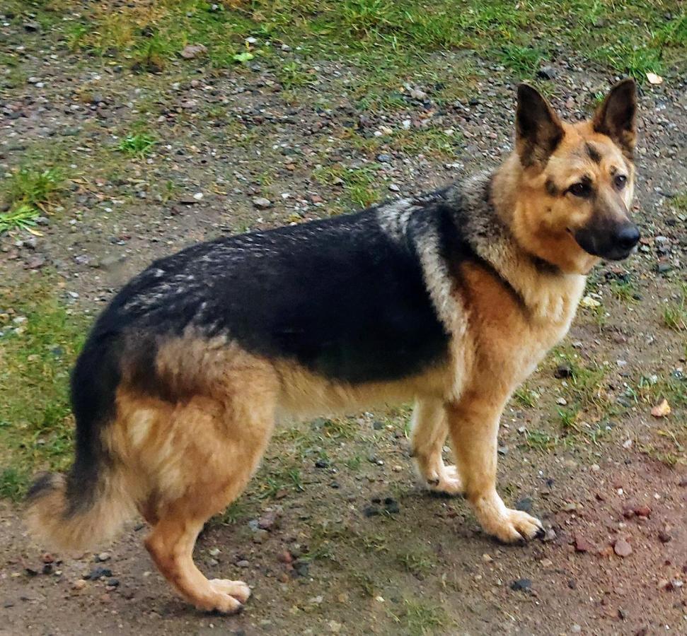Willa Zamkowisko Golubie Luaran gambar